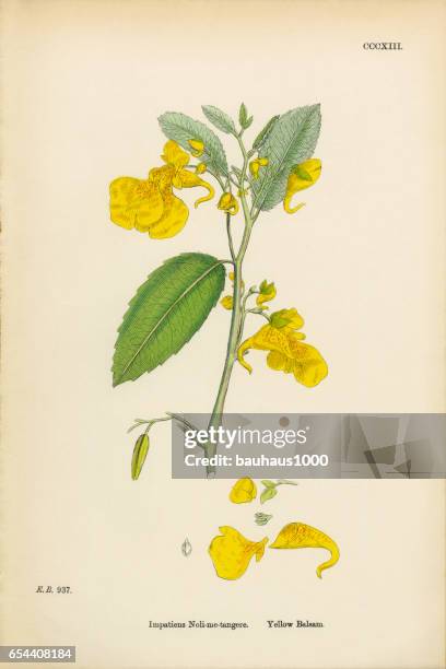 yellow balsam, impatiens noli-me-tangere, victorian botanical illustration, 1863 - salsify stock illustrations