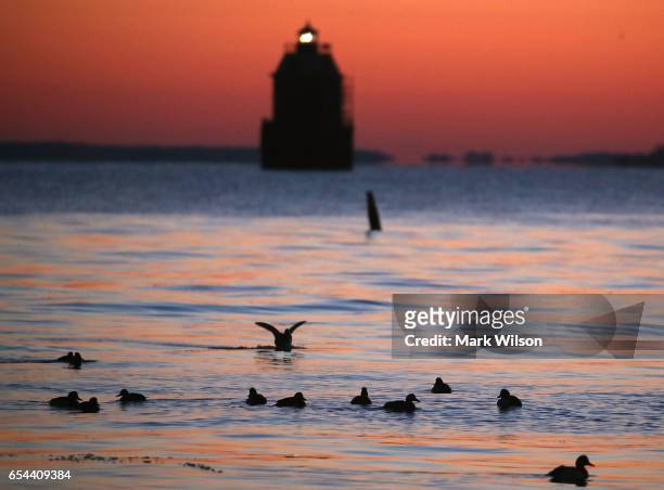 Ducks swim in the frigid waters of the Chesapeake Bay as the Sandy Point Shoal Lighthouse looms in the distance, on March 17, 2017 in Skidmore,...