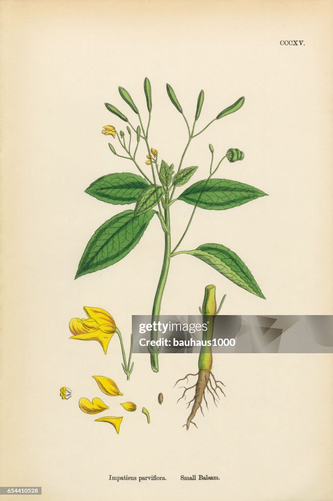 Small Balsam, Impatiens parviflora, Victorian Botanical Illustration, 1863