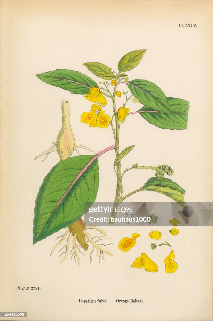 Orange Balsam, Impatiens fulva, Victorian Botanical Illustration, 1863