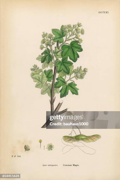 common maple, acer campestre, victorian botanical illustration, 1863 - millet stock illustrations