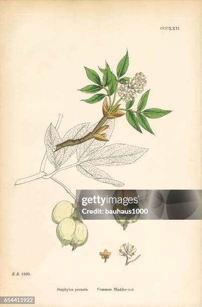 common bladdernut, staphylea pinnata, victorian botanical illustration, 1863 - bladderwort stock illustrations