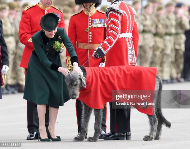 Catherine, Duchess of Cambridge presents Domnhall the Band of the Irish Guards Wolfhound Mascot with sprigs of shamrock during the annual Irish...