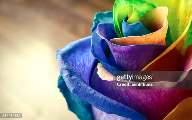 rainbow rose - granville island market foto e immagini stock