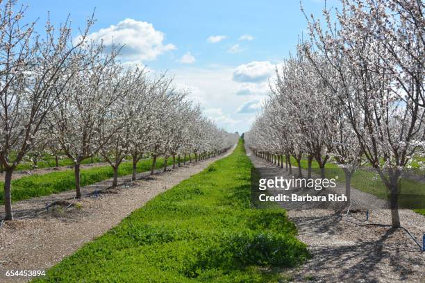 rows of california almond trees in bloom with parallels of spring green orchard grass - almond orchard stock pictures, royalty-free photos & images