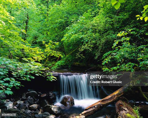 water falling onto rocks and log - olympic peninsula photos et images de collection