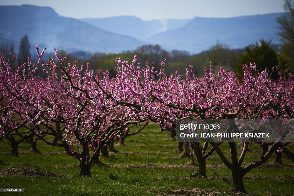 FRANCE-AGRICULTURE-FRUITS-ORCHARDS-SPRING-WEATHER-FEATURE