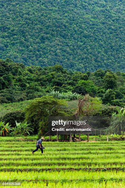 rice farmer in lush rice field paddy in northern thailand, with abackdrop of forest coverered mountains. - agricultural occupation stock pictures, royalty-free photos & images