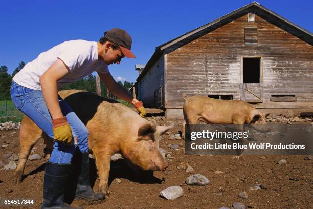 farm boy with pigs - schweinestall stock-fotos und bilder