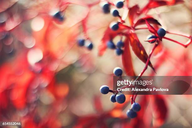 virginia creeper - alexandra pavlova foto e immagini stock