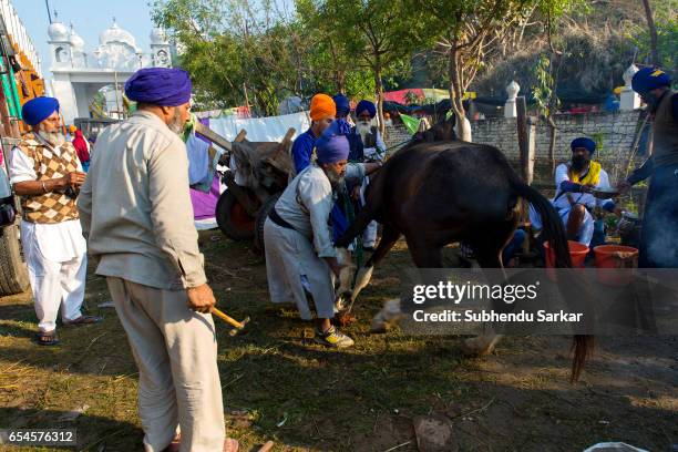 Group of Nihang Sikhs are engaged in attaching shoe to a horse's hoof at a camp during Hola Mohalla festival. Hola Mohalla is a three-day festival...