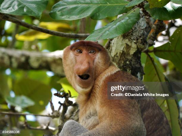 proboscis monkey - ugly monkey stock-fotos und bilder