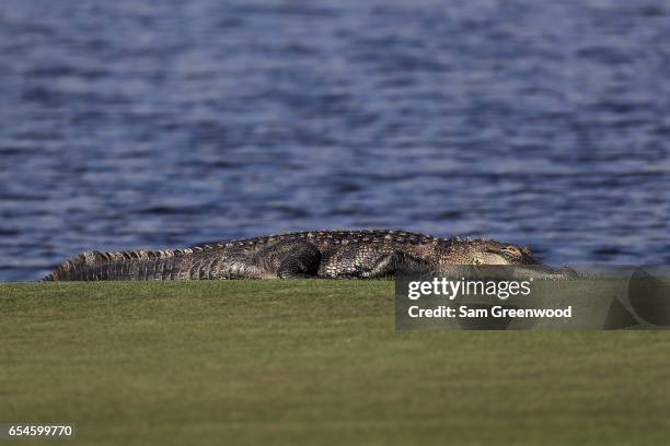 An alligator looks on during the second round of the Arnold Palmer Invitational Presented By MasterCard at Bay Hill Club and Lodge on March 17, 2017...