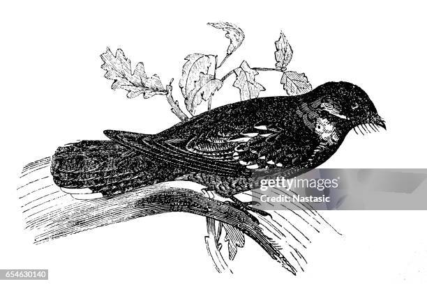eurasian nightjar (caprimulgus europaeus) - caprimulgus europaeus stock illustrations
