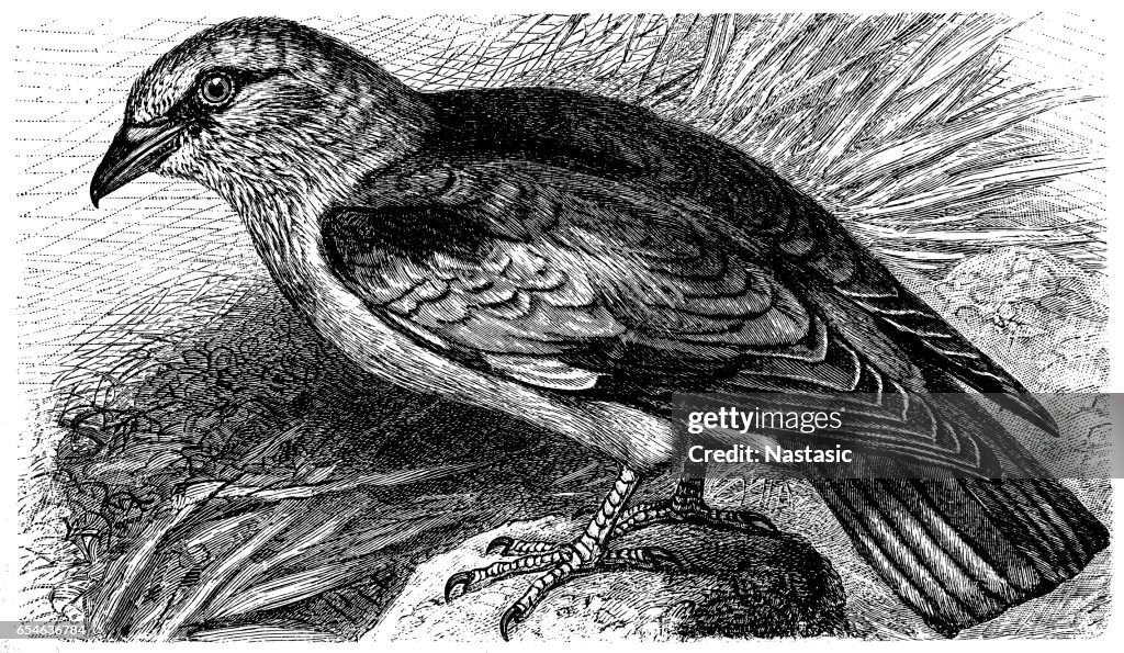 European roller (Coracias garrulus)