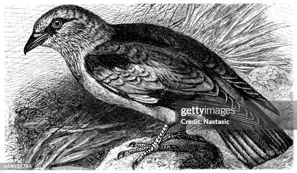 european roller (coracias garrulus) - european roller stock illustrations
