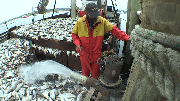 Fish Loading Loading Fish Videos and HD Footage - Getty Images