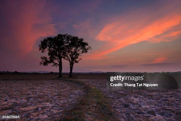 couple sunset tree in dry field - couple au lit stockfoto's en -beelden