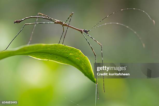 Patok Insect Stick Insect Photos and Premium High Res Pictures - Getty Images