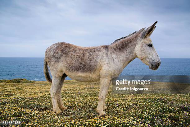 portrait of a donkey standing in field, tarifa, cadiz, andalucia, spain - estel day stock-fotos und bilder