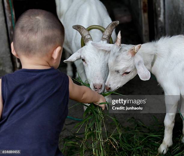 16,648 Asian Goat Stock Photos, High-Res Pictures, and Images - Getty ...