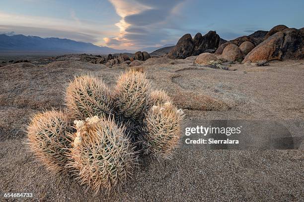 close-up of cactus and lenticular cloud, alabama hills national recreation area, california, america, usa - área de recreação nacional imagens e fotografias de stock