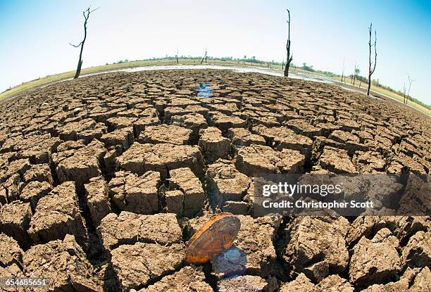 bare trees in dry landscape, matusadona national park, lake kariba, mashonaland west province, zimbabwe - zimbabwe stockfoto's en -beelden