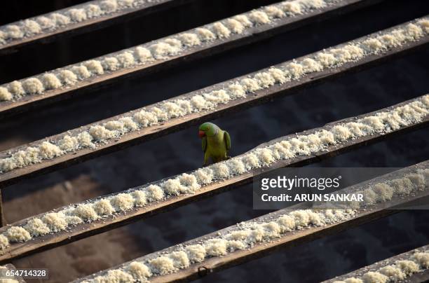 This photo taken on March 17, 2017 shows a parakeet arriving to eat bird feed on the roof of Indian camera technician and parakeet enthusiast Joseph...