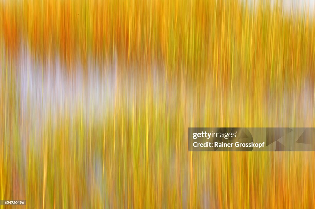 Seaweed (blurred)