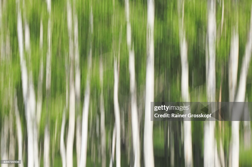 Aspen near Highway UT-12 (blurred)