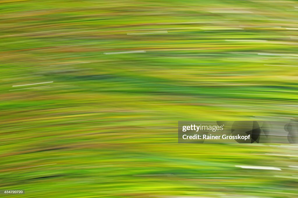 Seaweed moving in Pacific ocean (blurred)