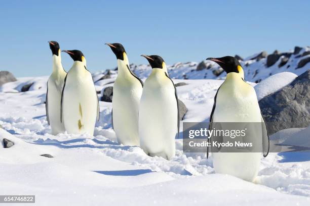 Emperor penguins stand on a coastal snowfield in the Antarctica on Feb. 23, 2017. The photo was taken from aboard the icebreaker Shirase during its...