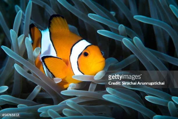 ocellaris clownfish among the tentacles of a magnificent anemone - symbiotic relationship stock-fotos und bilder