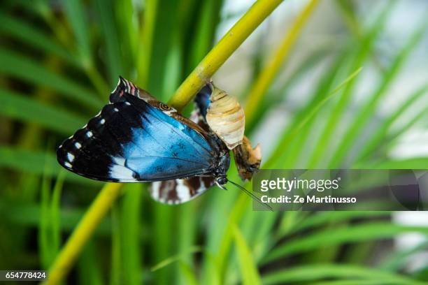 butterfly - butterfly cacoon stock pictures, royalty-free photos & images