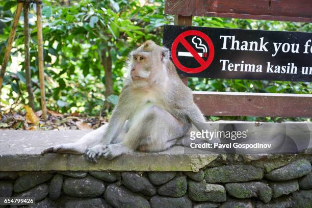 balinese long-tailed monkey at the ubud monkey forest, ubud, indonesia - ubud monkey forest stock pictures, royalty-free photos & images