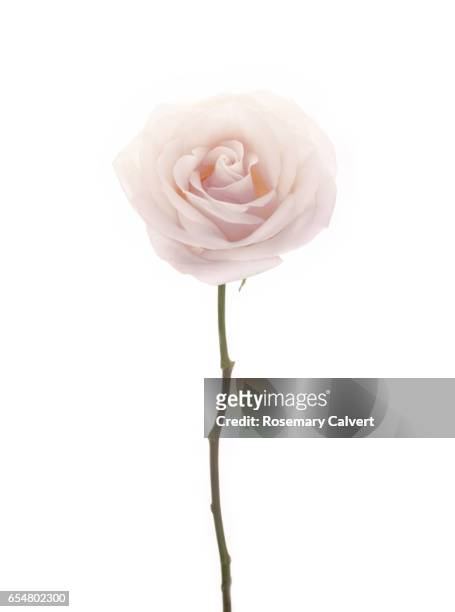 delicate, perfumed, white rose on white background. - pale pink stock pictures, royalty-free photos & images