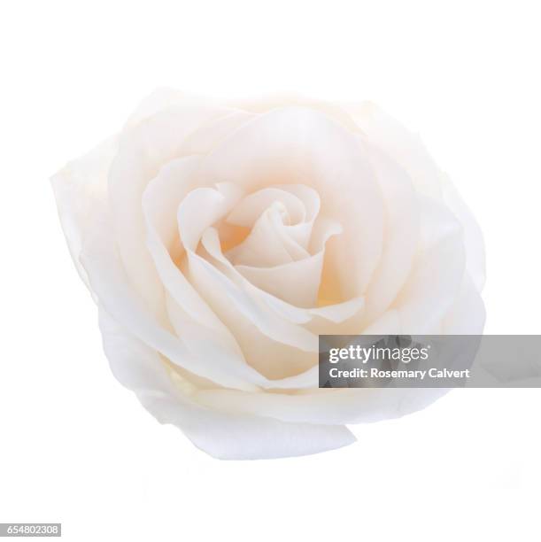 Delicate White Roses 44,943 White Rose Flower Stock Photos, High-Res Pictures, and Images ...
