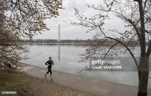 Woman jogs past damaged cherry blossom trees as they begin to bloom around the Tidal Basin in Washington, DC, March 18 following unseasonably cold...