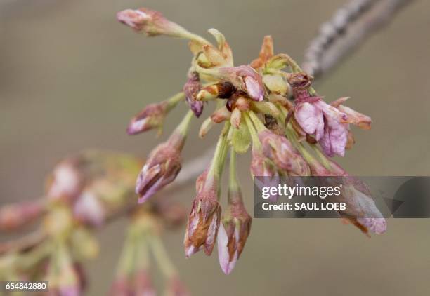 Damaged cherry blossom trees begin to bloom around the Tidal Basin in Washington, DC, March 18 following unseasonably cold weather that damaged many...