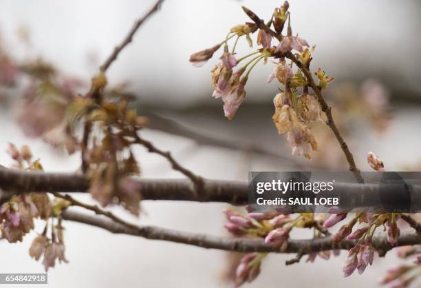 Damaged cherry blossom trees begin to bloom around the Tidal Basin in Washington, DC, March 18 following unseasonably cold weather that damaged many...