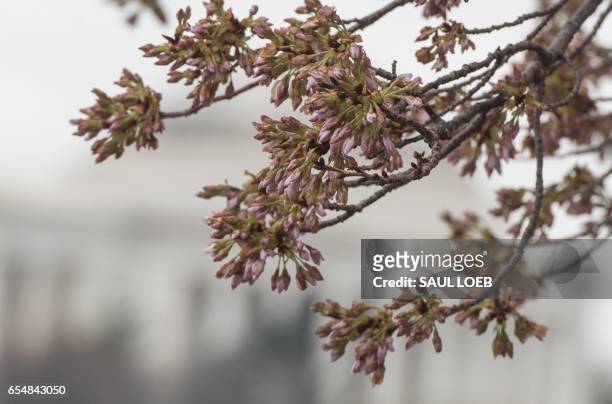 Damaged cherry blossom trees begin to bloom near the Jefferson Memorial on the Tidal Basin in Washington, DC, March 18 following unseasonably cold...