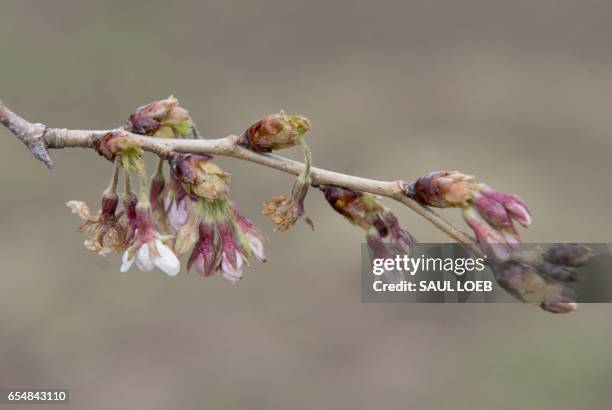 Damaged cherry blossom trees begin to bloom around the Tidal Basin in Washington, DC, March 18 following unseasonably cold weather that damaged many...