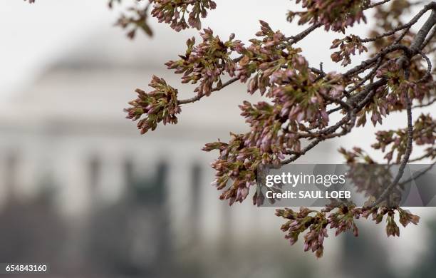 Damaged cherry blossom trees begin to bloom near the Jefferson Memorial on the Tidal Basin in Washington, DC, March 18 following unseasonably cold...