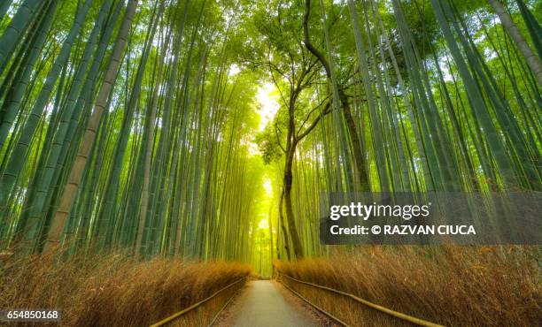 arashiyama bamboo forest - bambushain stock-fotos und bilder