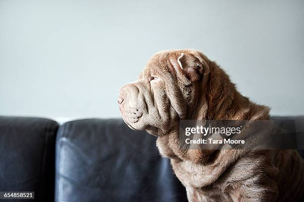 dog face with lots of skin folds sitting on sofa - shar pei foto e immagini stock