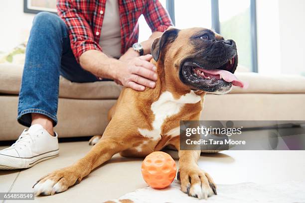 man on sofa petting and playing with big dog - pet toy - fotografias e filmes do acervo