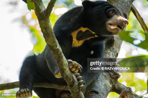 asian sun bear (helarctos malayanus) - malayan sun bear stock pictures, royalty-free photos & images
