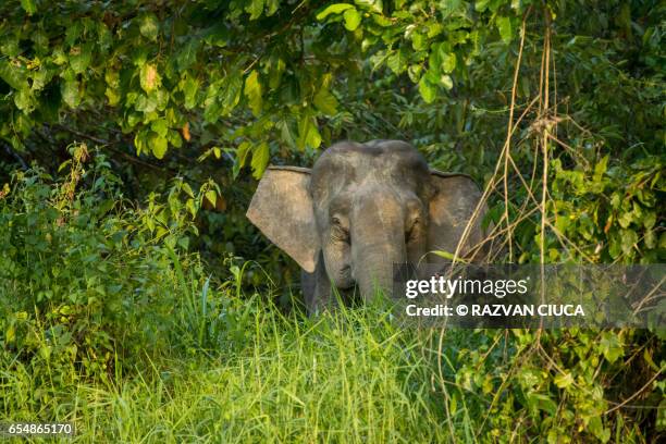 borneo elephant (elephas maximus borneensis) - island of borneo stock pictures, royalty-free photos & images
