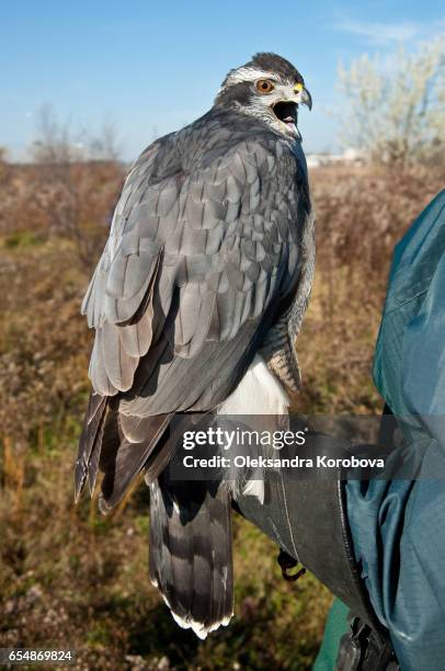 north american goshawk before the hunt. - hobby bird of prey fotografías e imágenes de stock