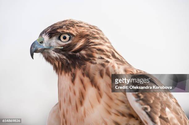 portrait in profile of a red tailed hawk looking into the distance. - hobby bird of prey fotografías e imágenes de stock